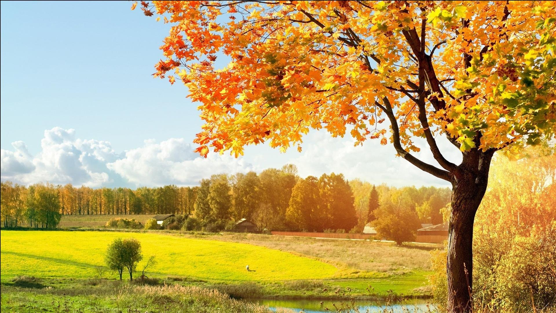 风景,秋意正浓,儿童桌面专用