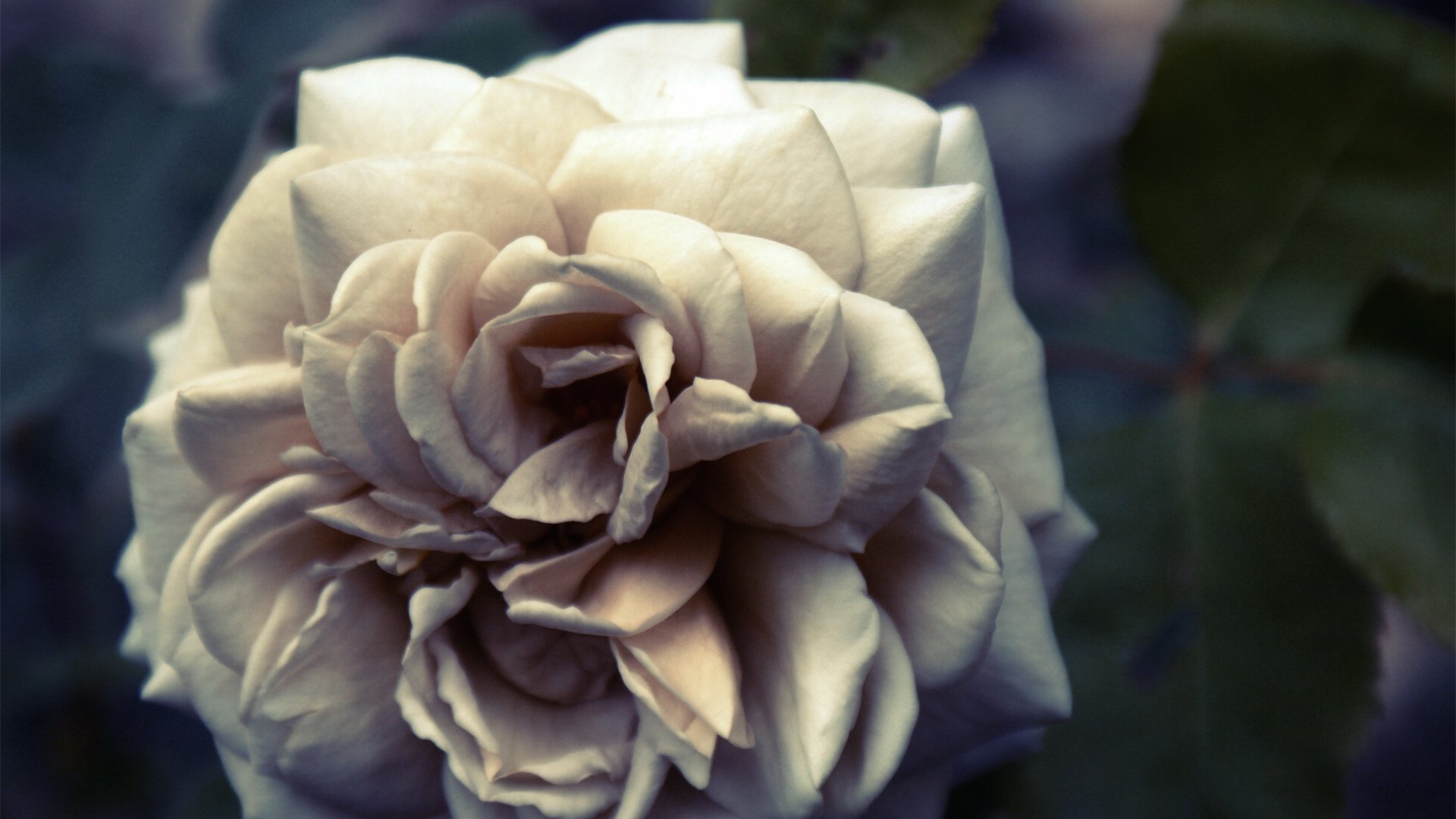 小清新,清新淡雅,花卉,十二月二十七日,儿童桌面专用