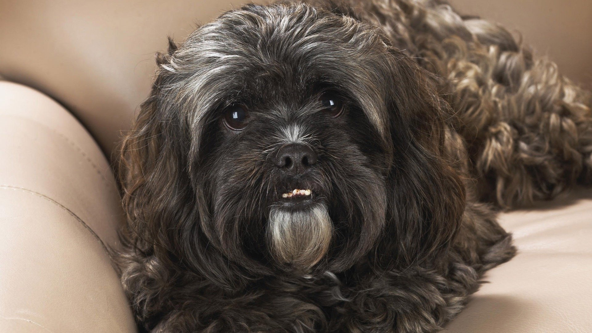 萌宠,喵星人,儿童桌面专用