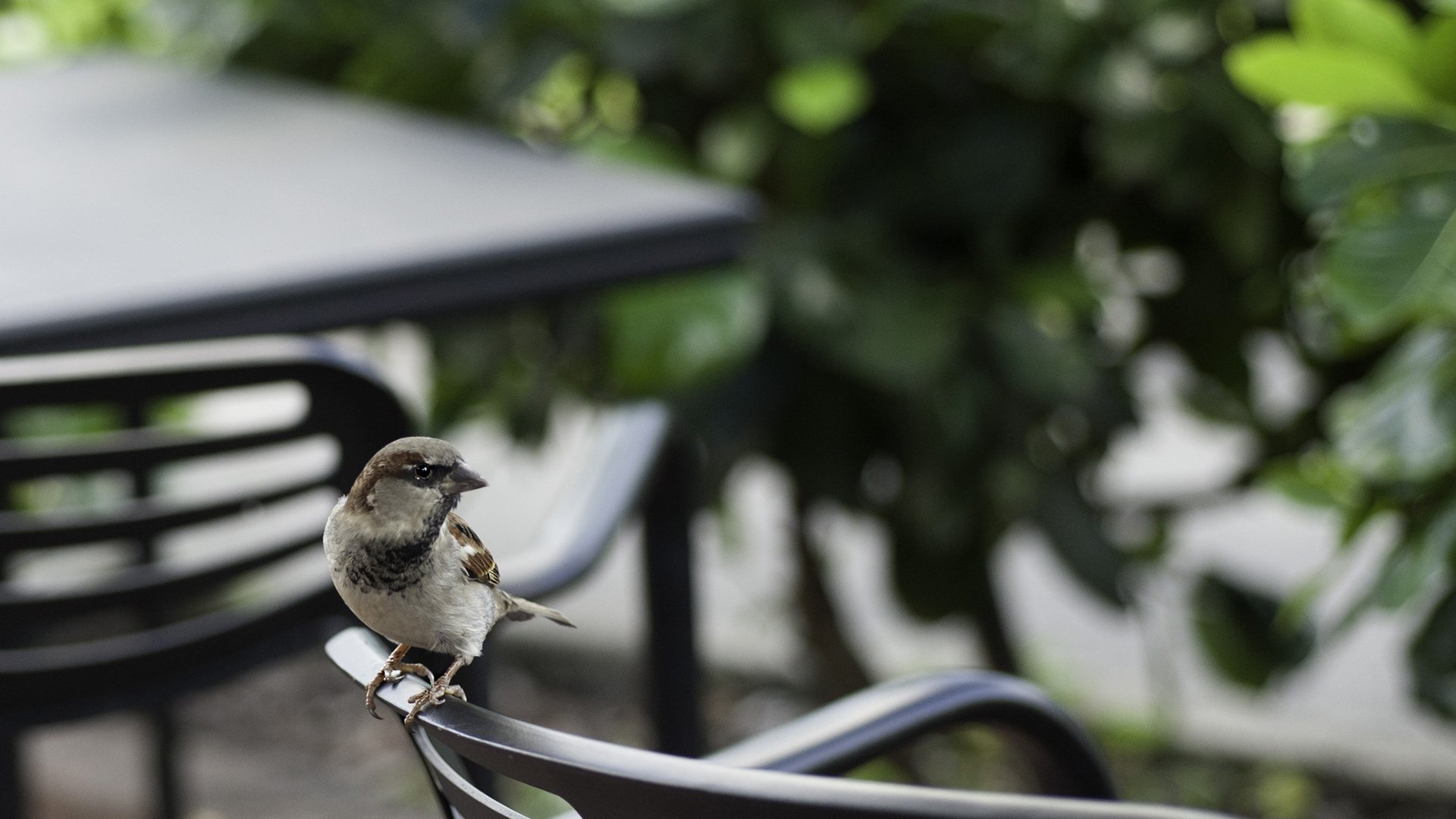 萌宠,小鸟天堂,儿童桌面专用