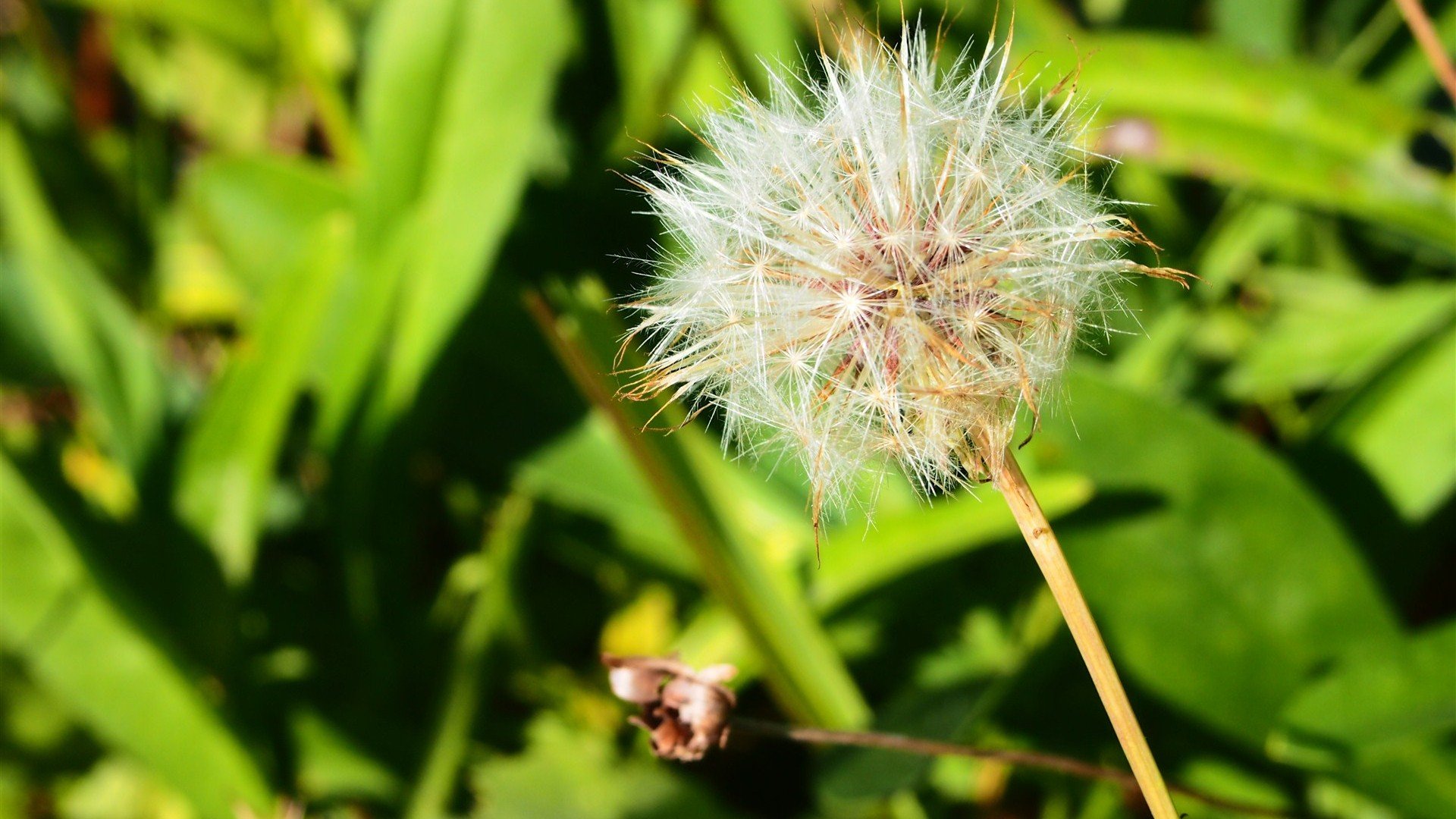 小清新,护眼壁纸,蒲公英,十二月二十一日,儿童桌面专用