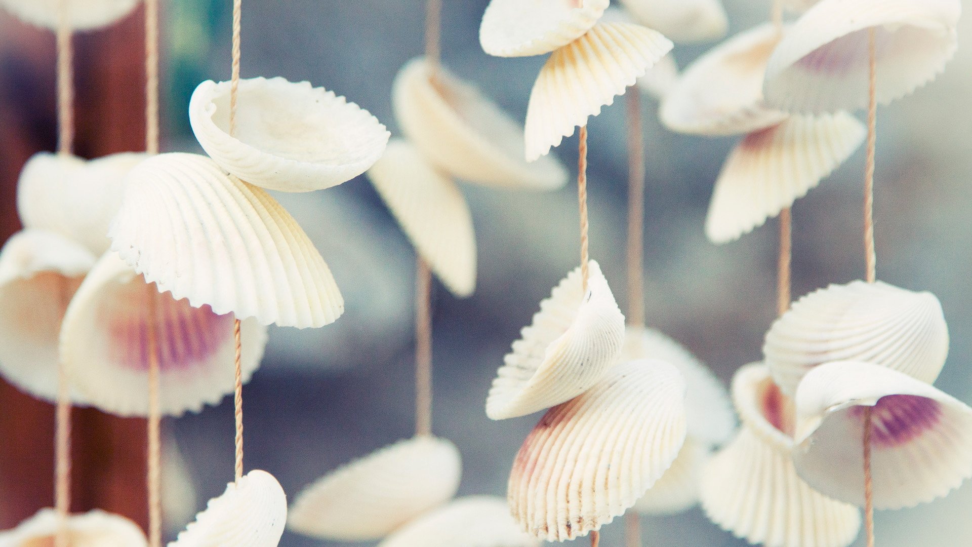 小清新,静物写真,静物,贝壳,十二月二十一日,儿童桌面专用