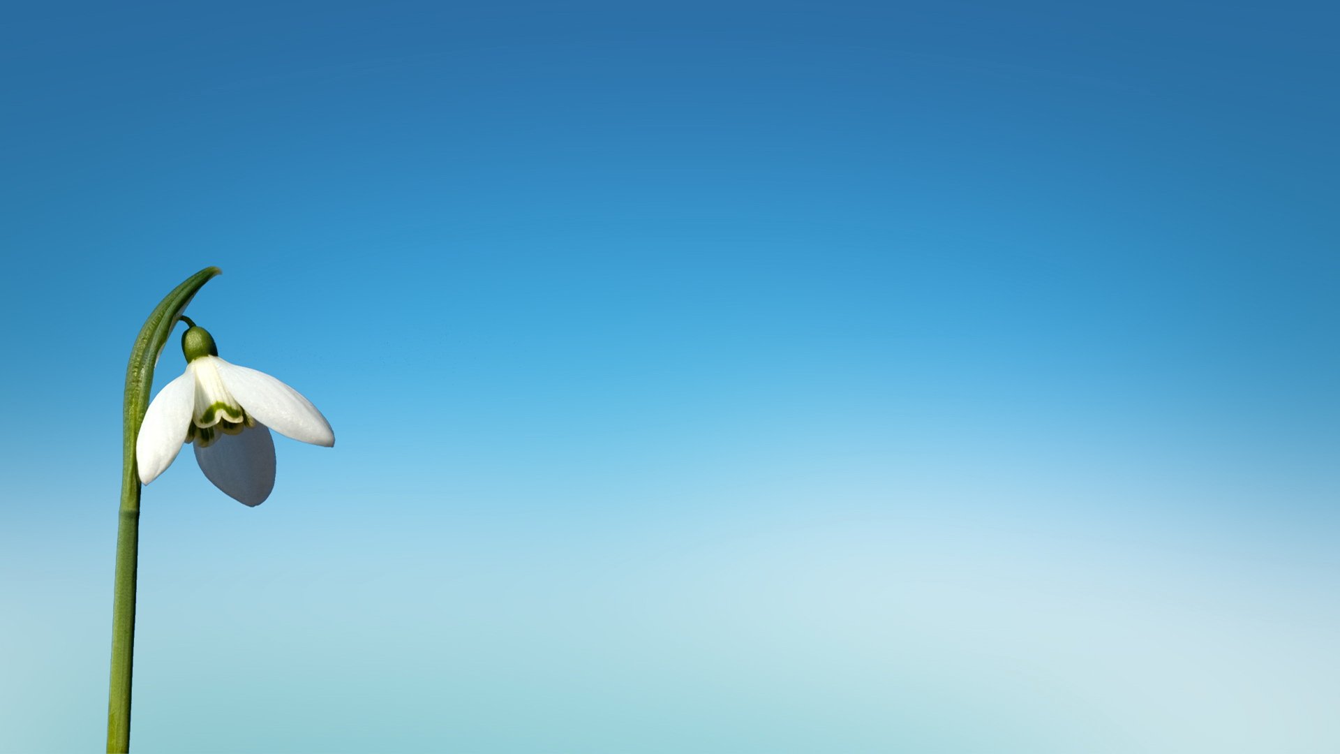 小清新,护眼壁纸,花卉,十二月二十一日,儿童桌面专用