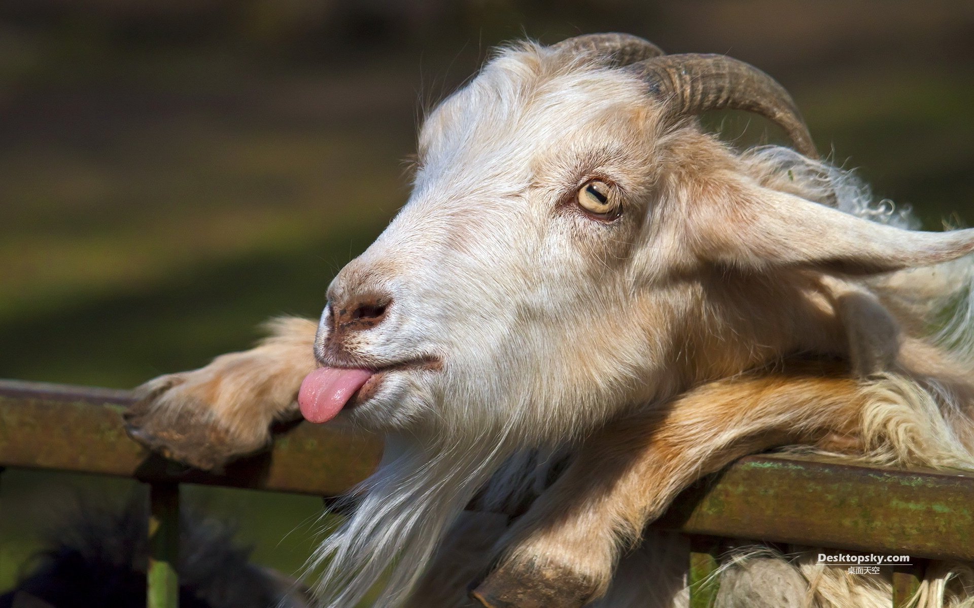 萌宠,野生动物,山羊,十一月三十日精选,儿童桌面专用