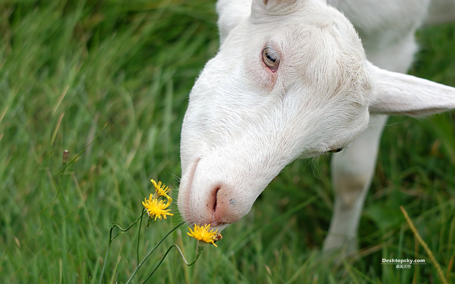 萌宠,野生动物,山羊,十一月三十日精选,儿童桌面专用