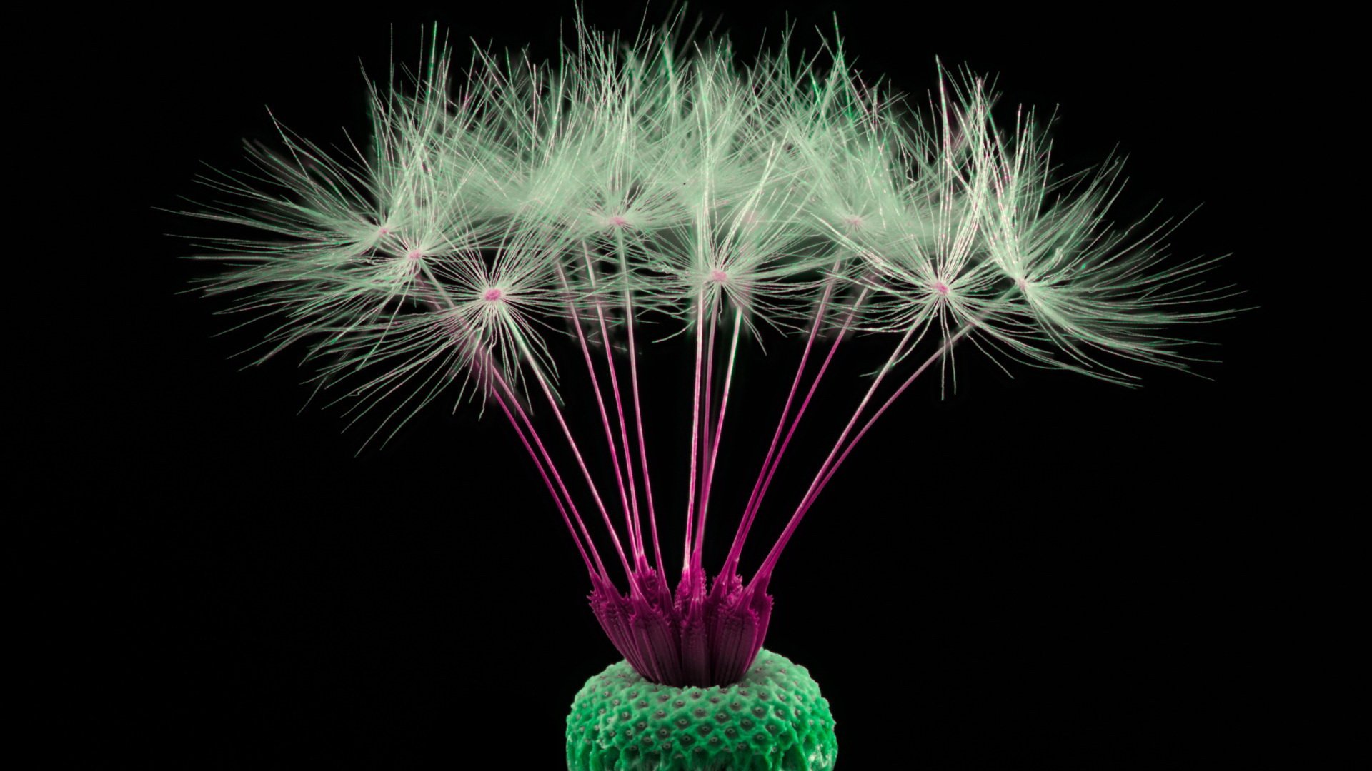 小清新,护眼壁纸,蒲公英,十二月二十五日,儿童桌面专用