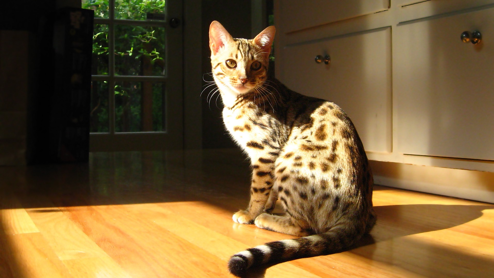 萌宠,喵星人,儿童桌面专用