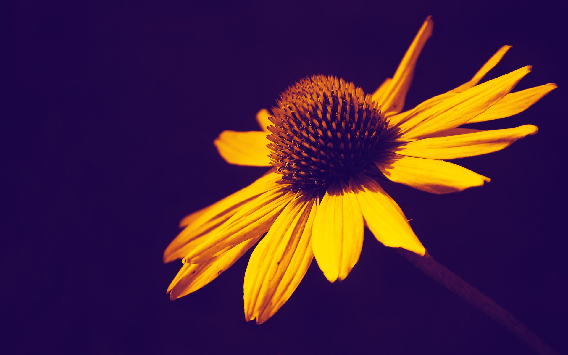 小清新,清新淡雅,淡雅,向日葵,十二月十日,儿童桌面专用