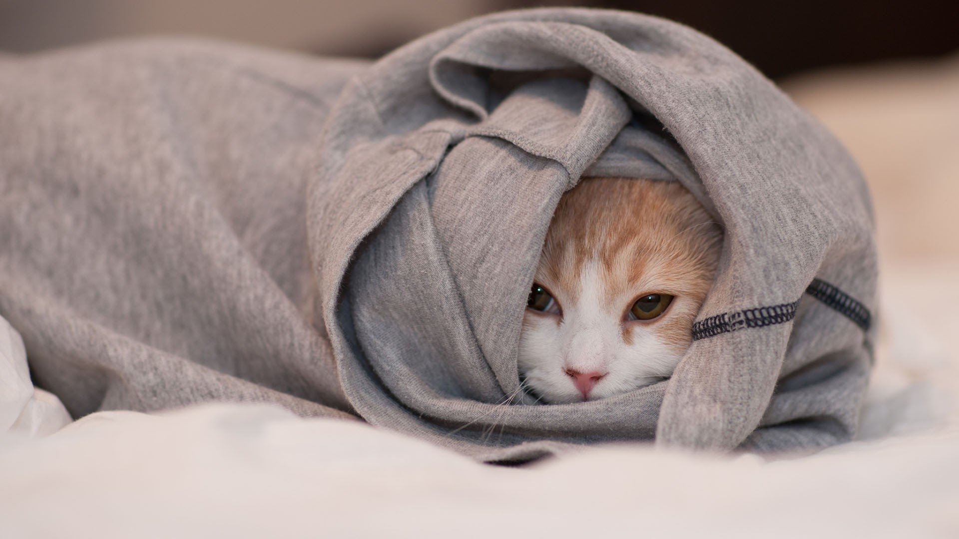 萌宠,喵星人,十二月十一日精选,喵喵,儿童桌面专用