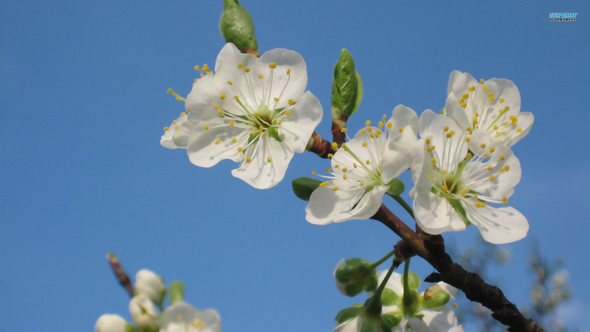 小清新,鸟语花香,花卉,十二月二十六日,儿童桌面专用