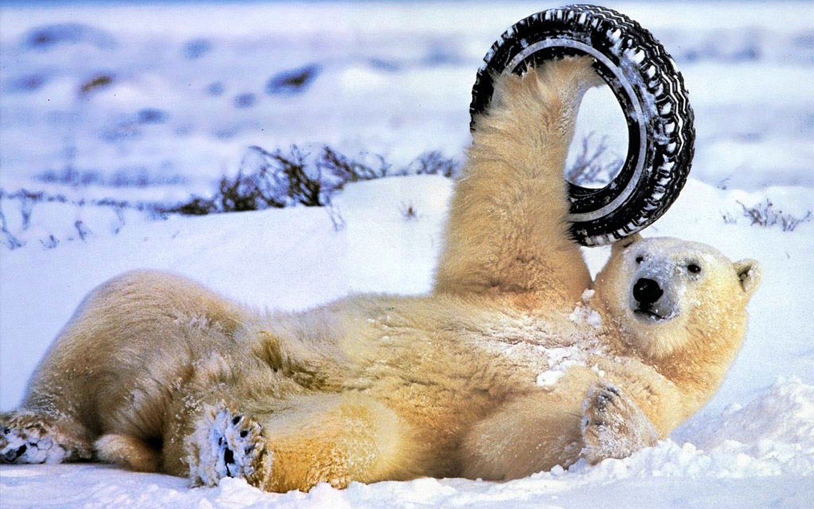 萌宠,极地物种,北极熊,儿童桌面专用