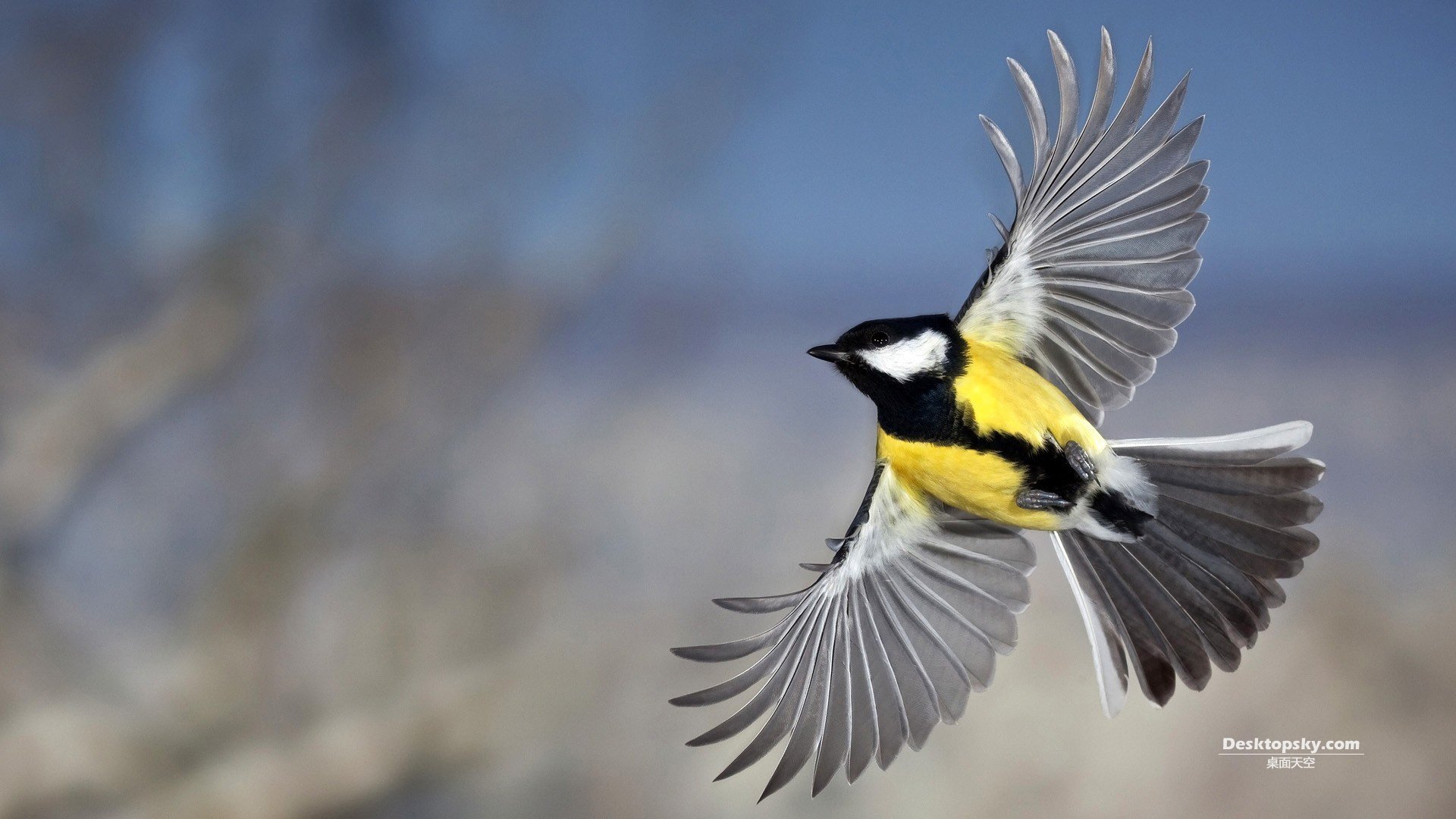 萌宠,小鸟天地,儿童桌面专用