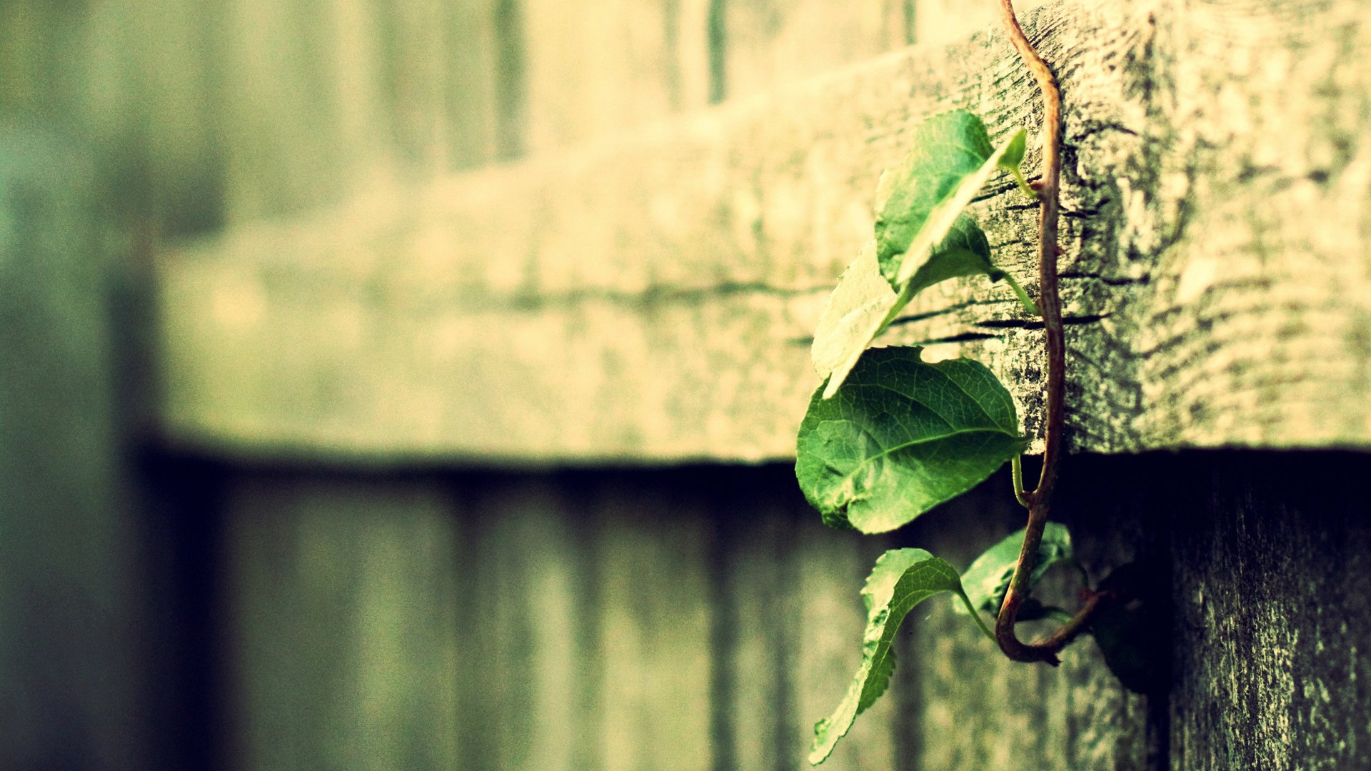 小清新,护眼壁纸,绿叶,十二月十二日,儿童桌面专用