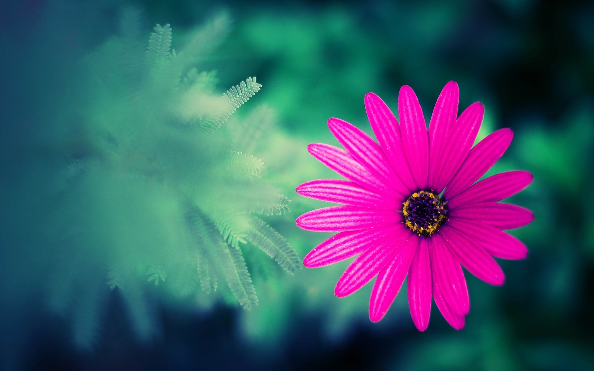 小清新,娇艳欲滴,儿童桌面专用