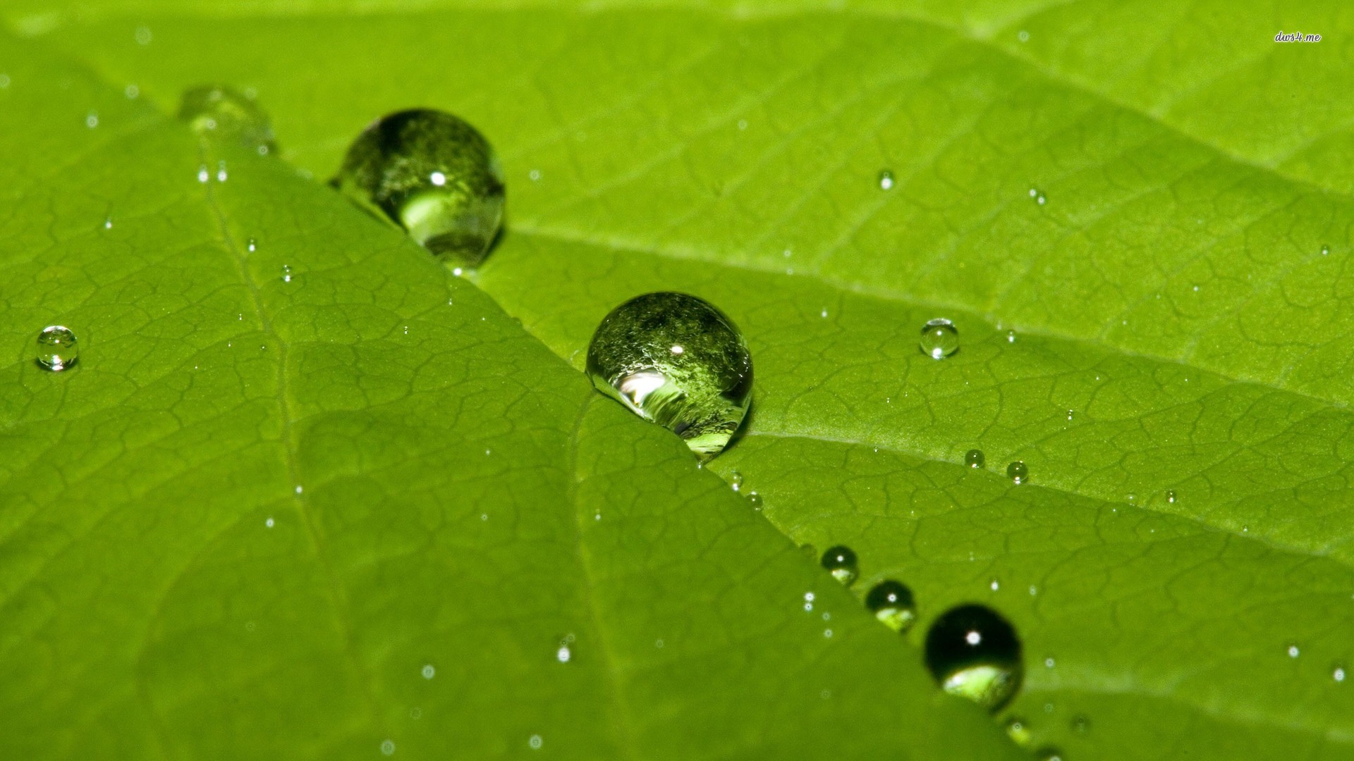 小清新,护眼壁纸,护眼,绿色,十二月十七日,儿童桌面专用
