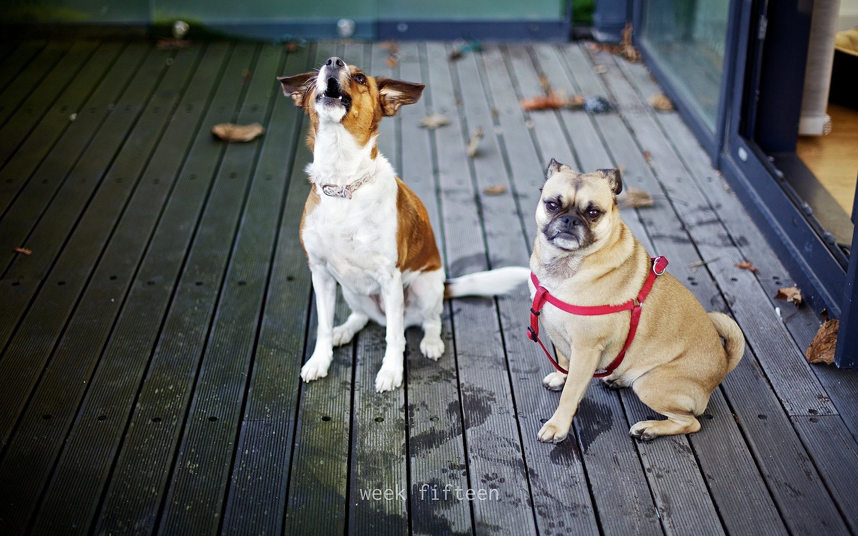 萌宠,汪星人,儿童桌面专用