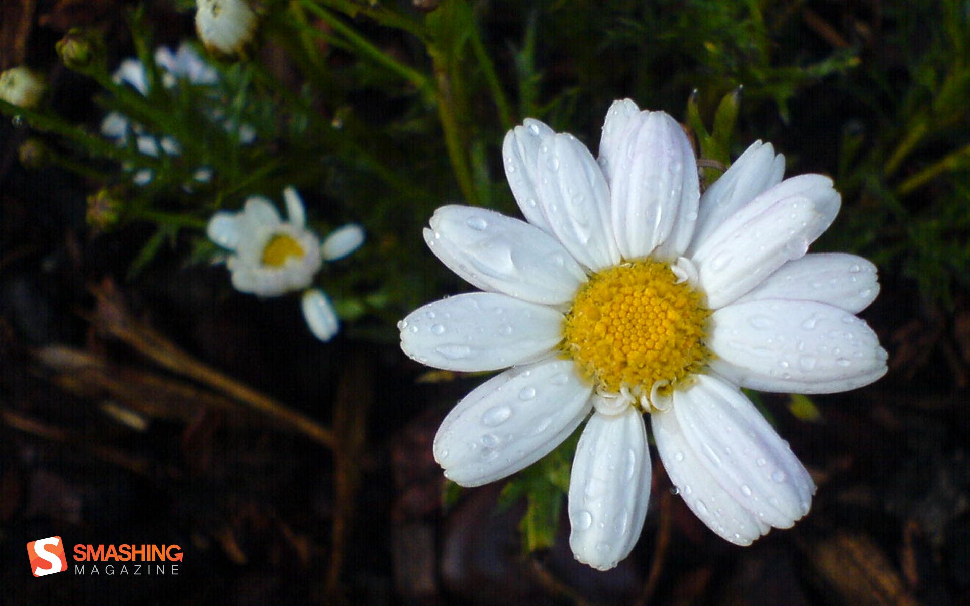 小清新,娇艳欲滴,花卉,十二月十四日,儿童桌面专用