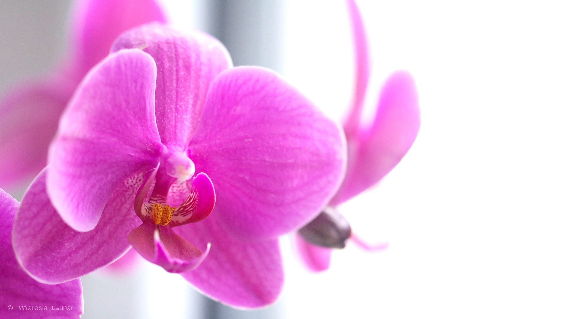 小清新,娇艳欲滴,花卉,十二月十九日,儿童桌面专用