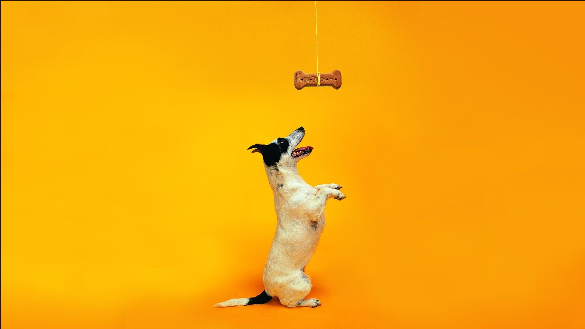 萌宠,汪星人,儿童桌面专用