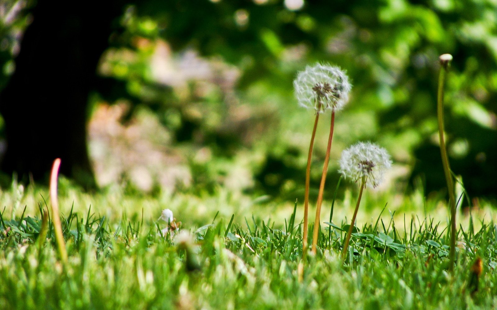 小清新,舒缓压力,十一月三十日精选,儿童桌面专用