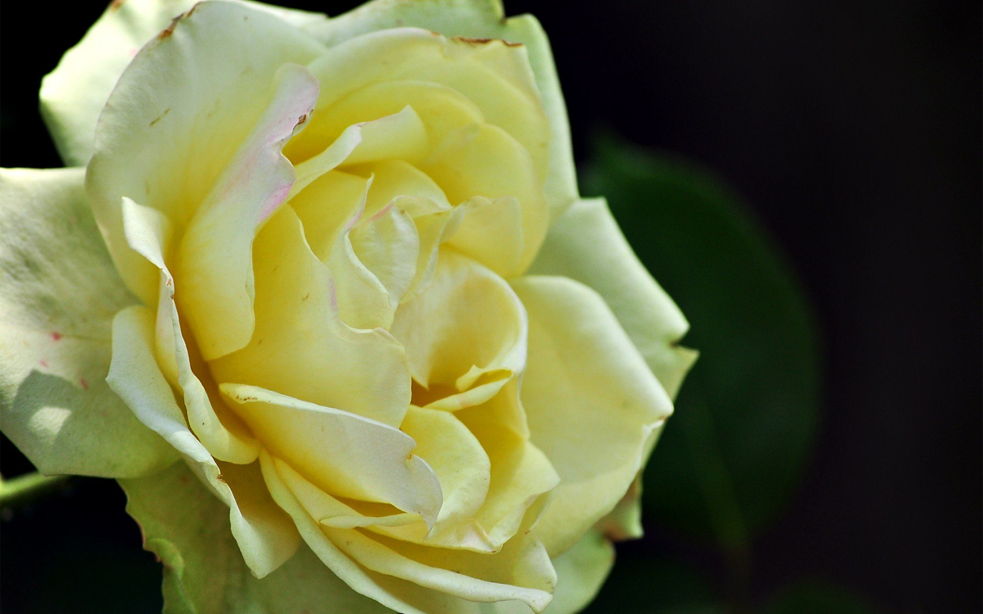 小清新,鸟语花香,花卉,十二月十七日,儿童桌面专用