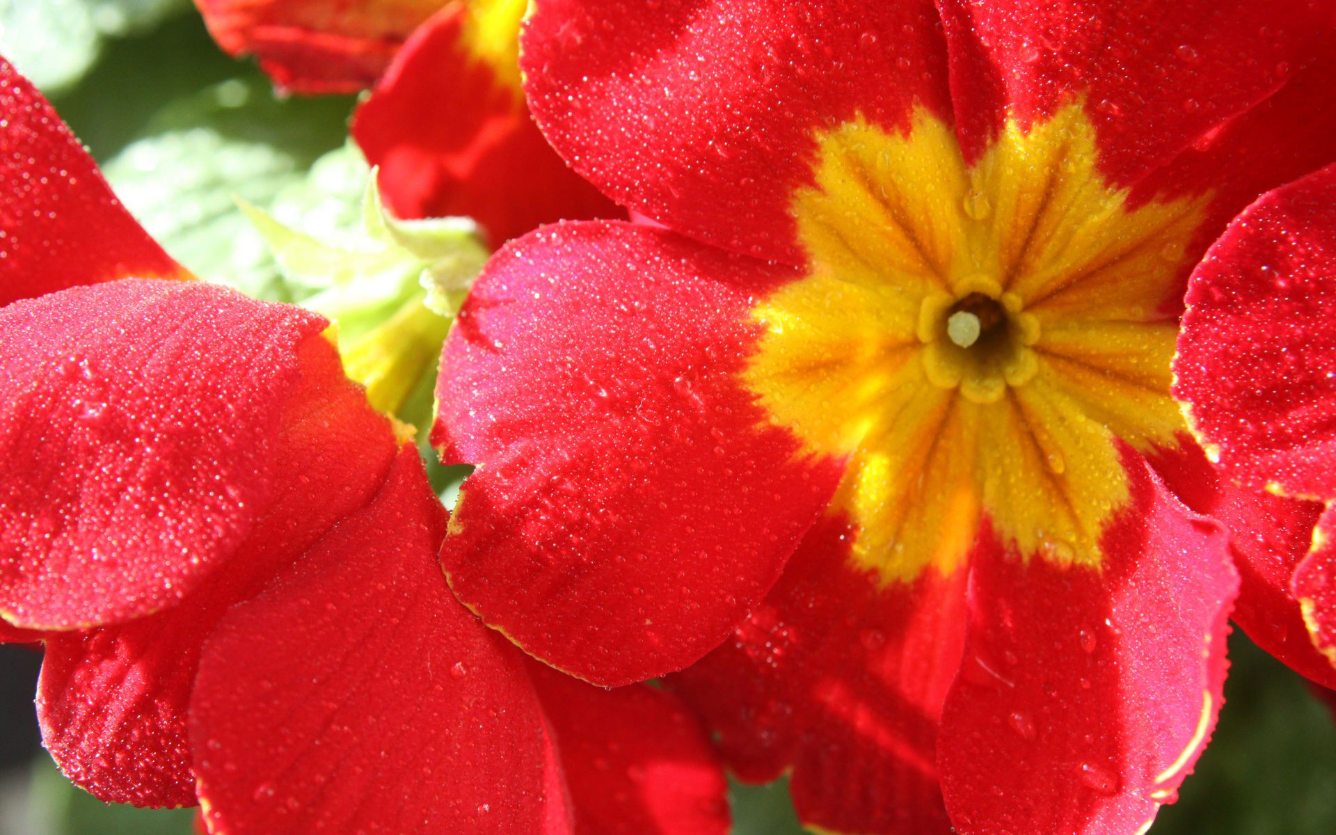 小清新,娇艳欲滴,花卉,十二月十八日,儿童桌面专用