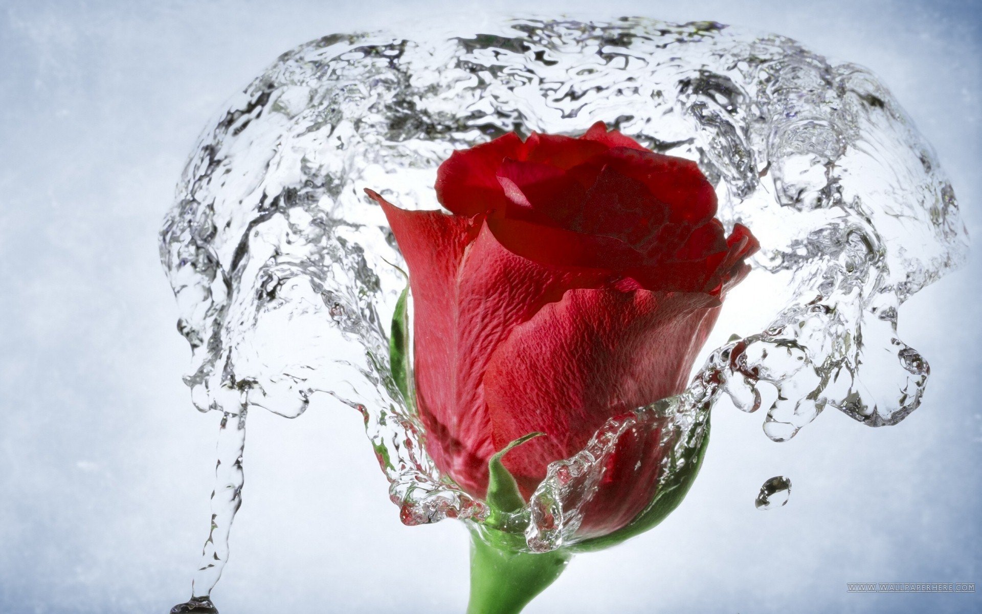 小清新,娇艳欲滴,花卉,十二月二十七日,儿童桌面专用