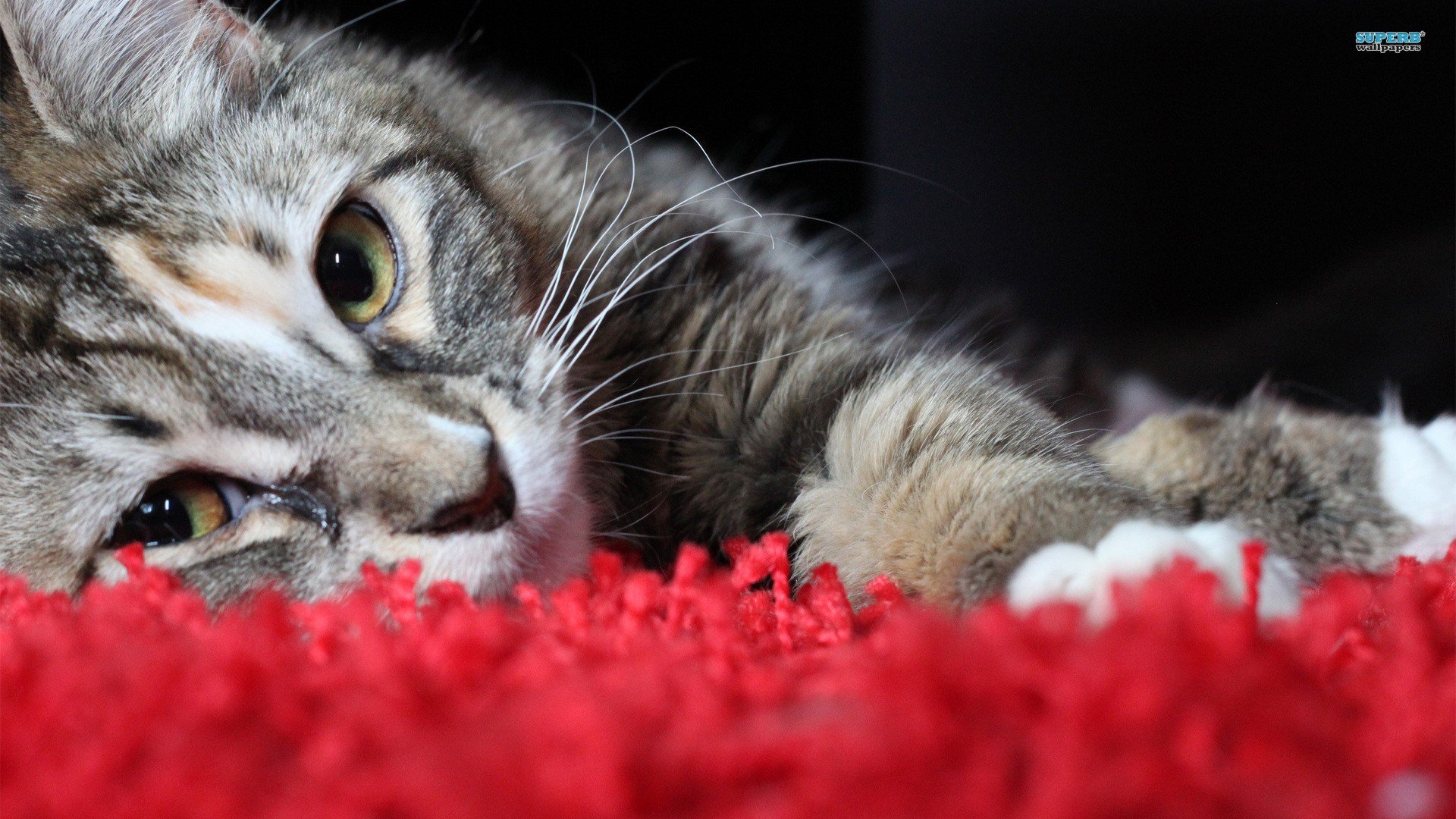 萌宠,喵星人,儿童桌面专用