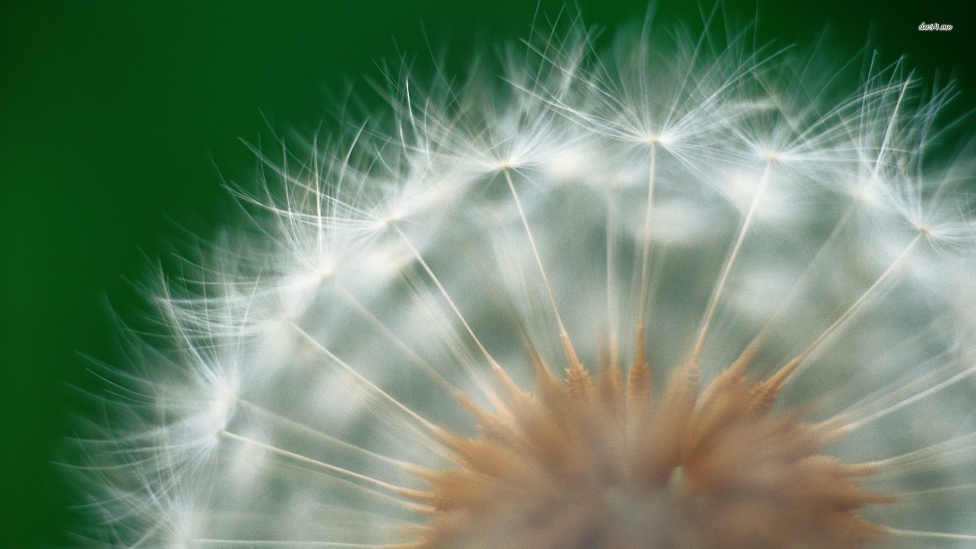 小清新,护眼壁纸,蒲公英,十二月十七日,儿童桌面专用