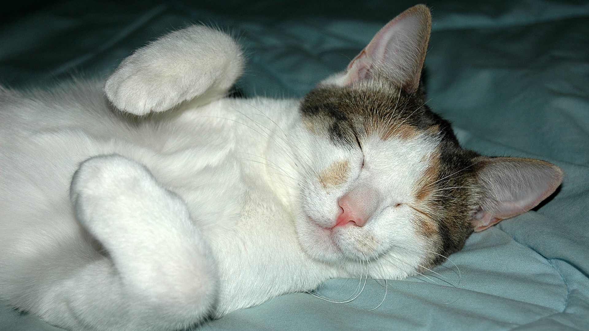 萌宠,喵星人,儿童桌面专用