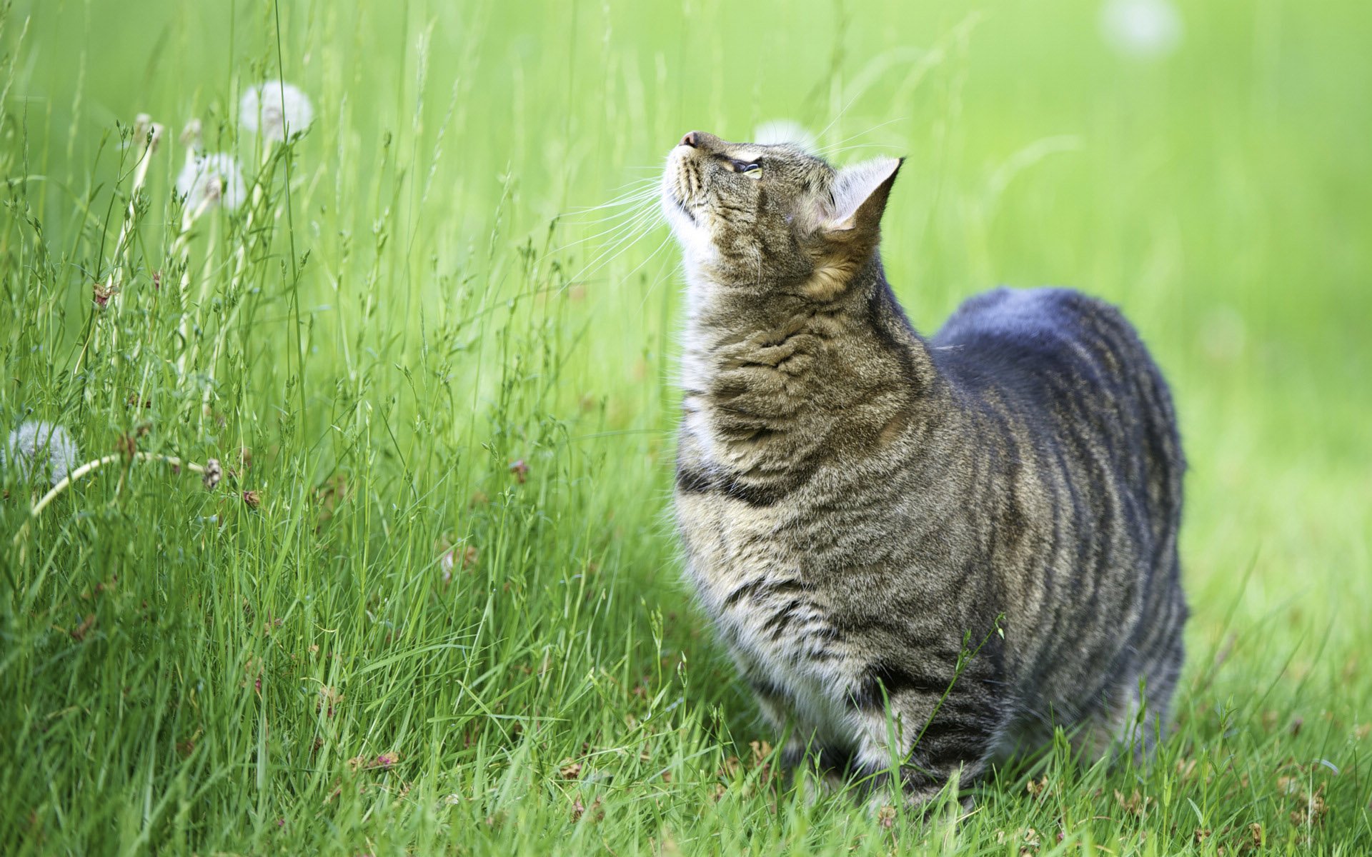 萌宠,喵星人,儿童桌面专用