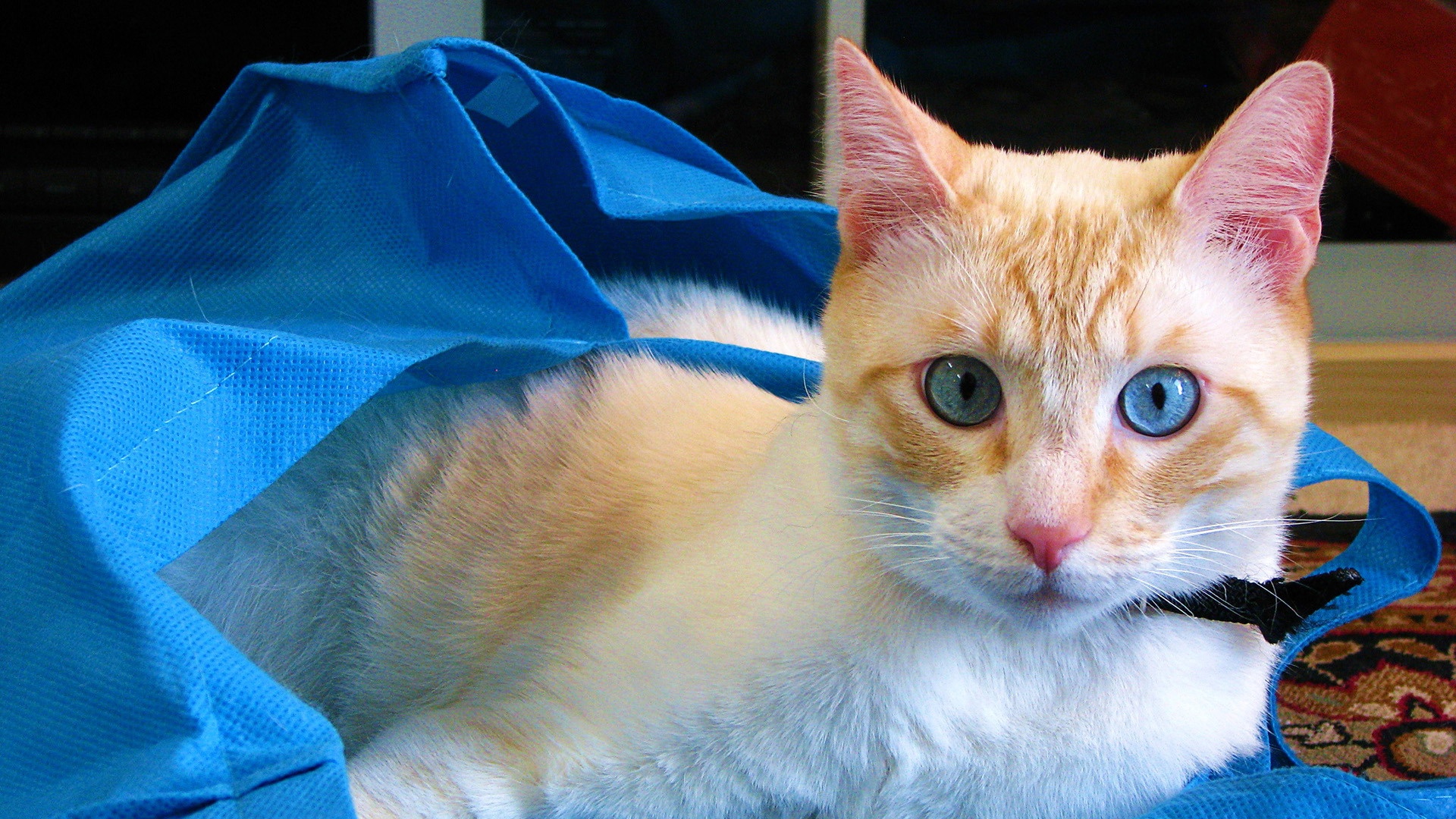 萌宠,喵星人,喵喵,儿童桌面专用