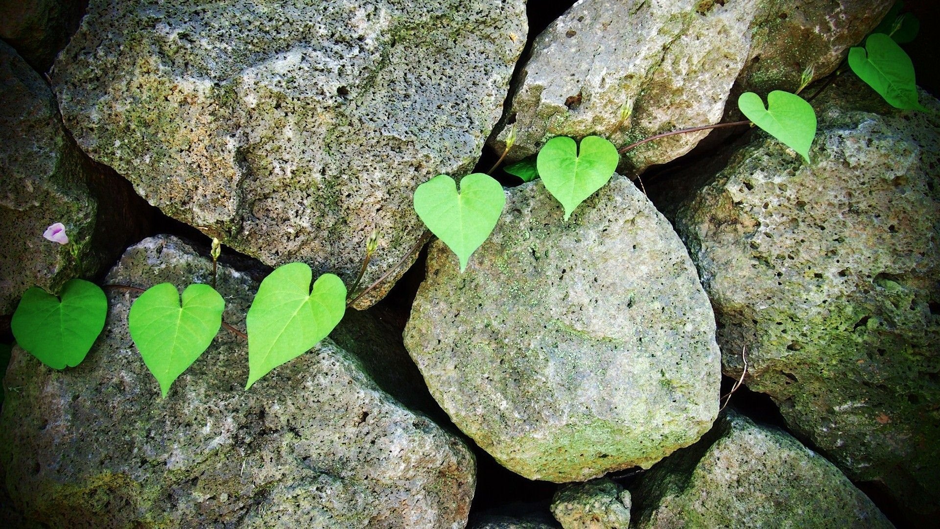 小清新,护眼壁纸,绿色,十二月二十一日,儿童桌面专用