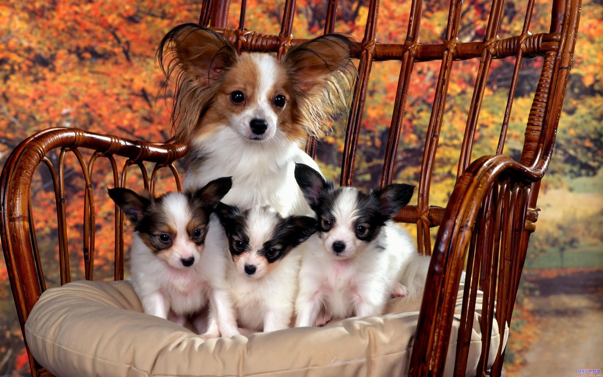 萌宠,汪星人,十二月六日,儿童桌面专用