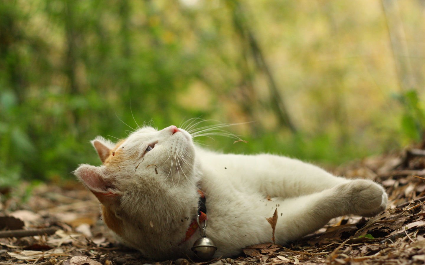 萌宠,喵星人,儿童桌面专用