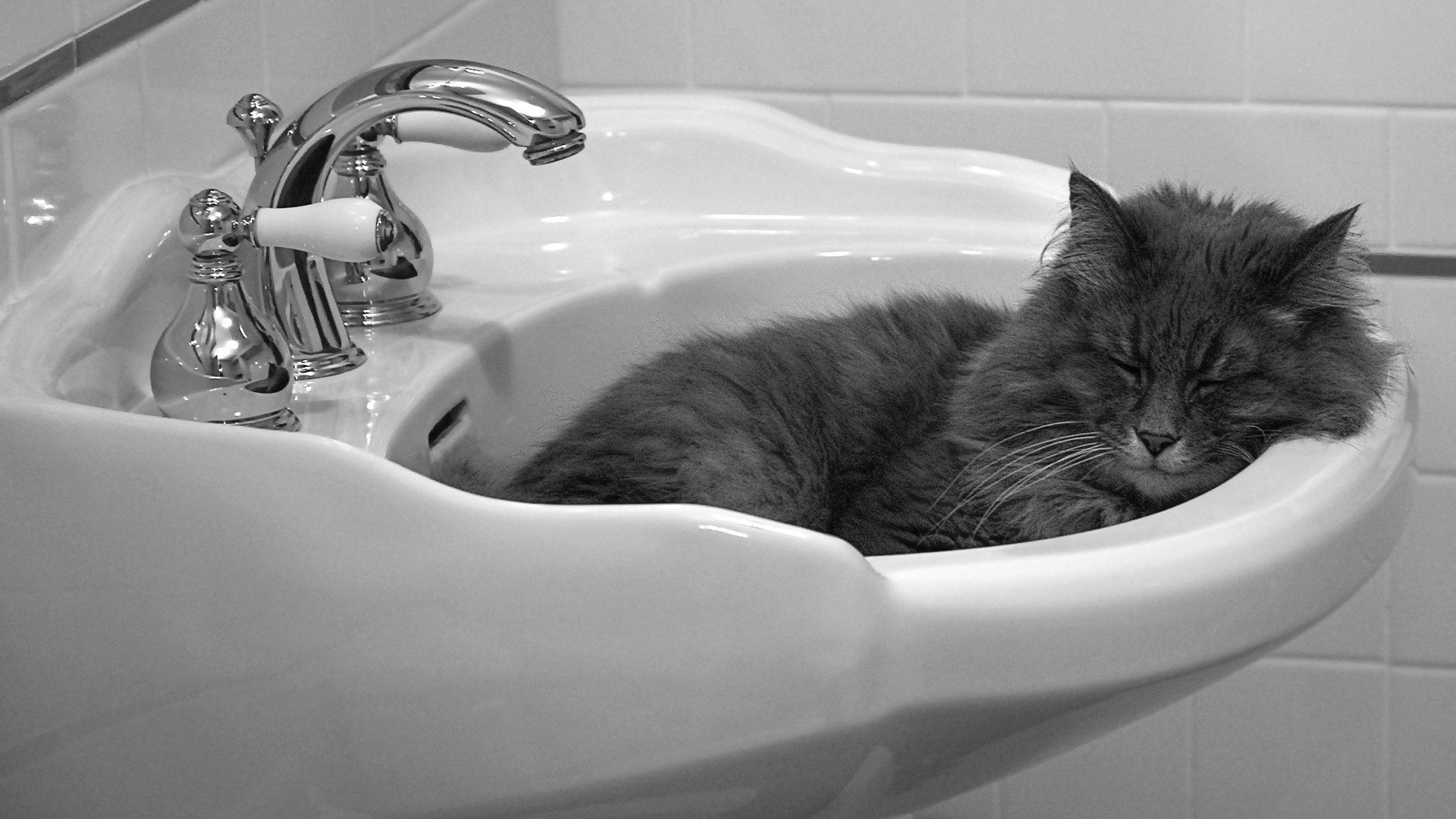 萌宠,喵星人,儿童桌面专用