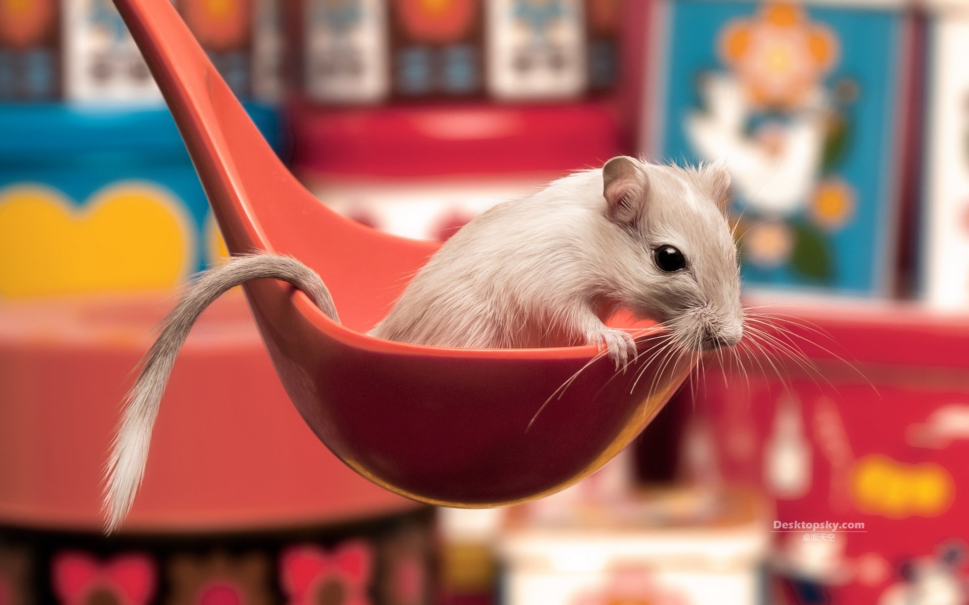 萌宠,卖萌图,十二月四日,儿童桌面专用