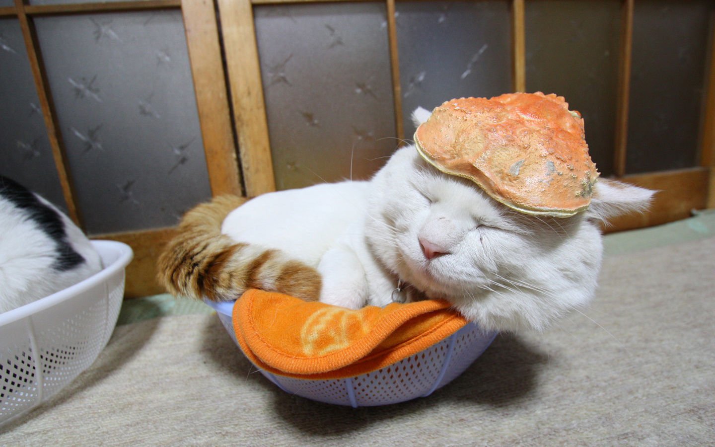 萌宠,喵星人,儿童桌面专用