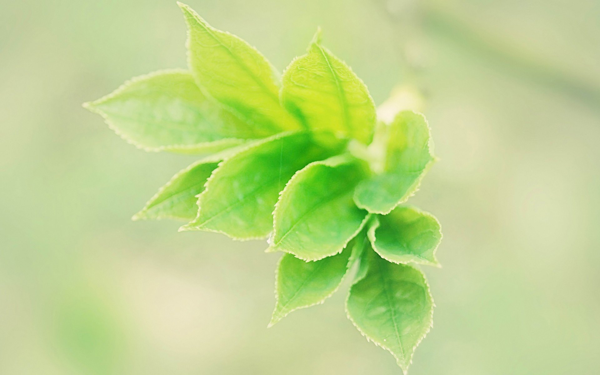 小清新,护眼壁纸,绿色,十二月七日,儿童桌面专用