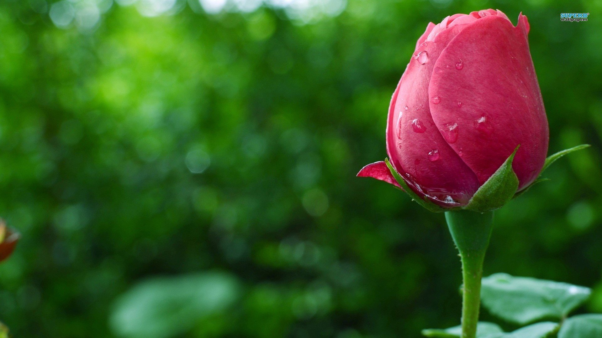 小清新,娇艳欲滴,花卉,十二月二十六日,儿童桌面专用