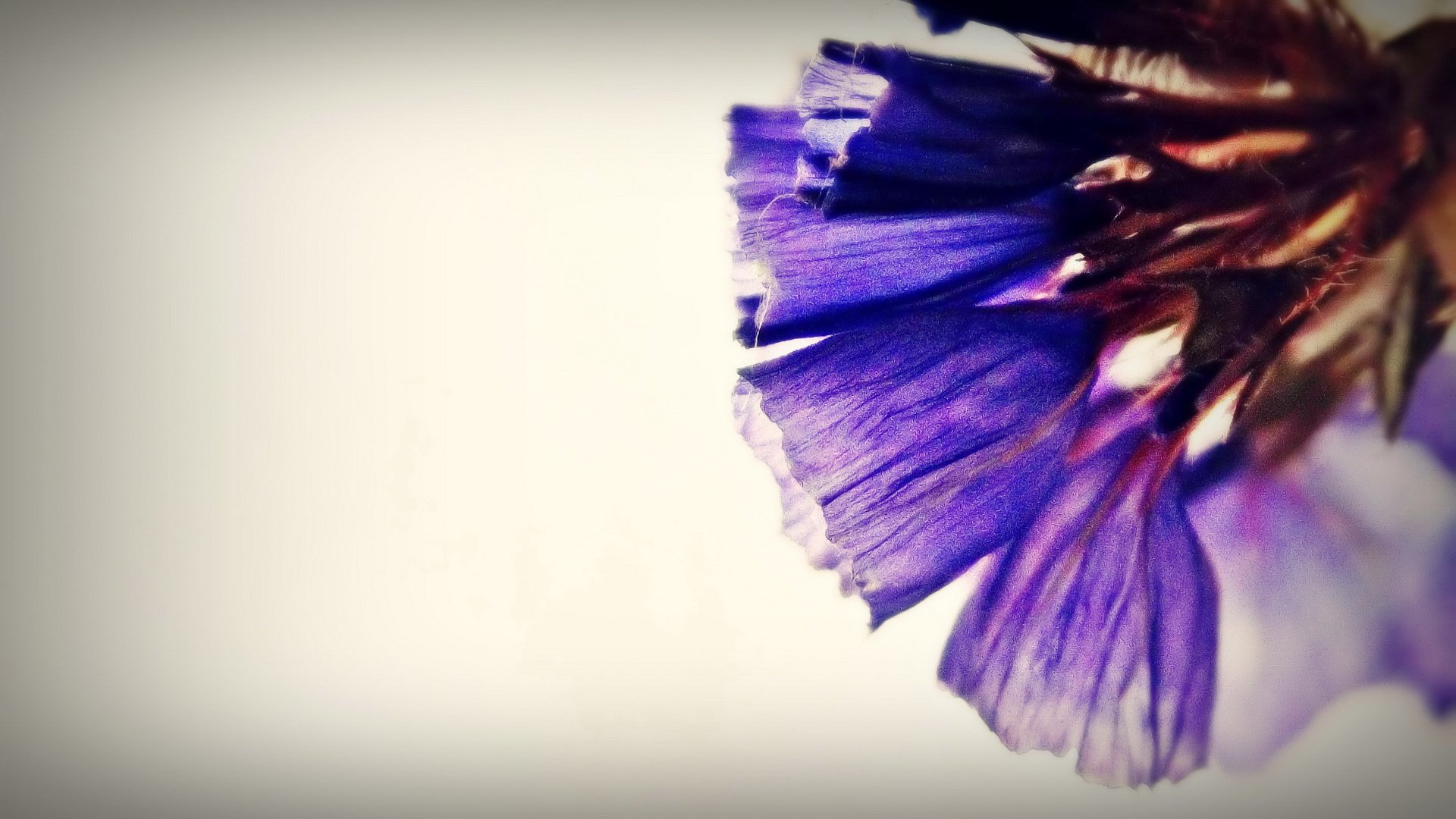 小清新,娇艳欲滴,花卉,紫色,十二月四日,儿童桌面专用