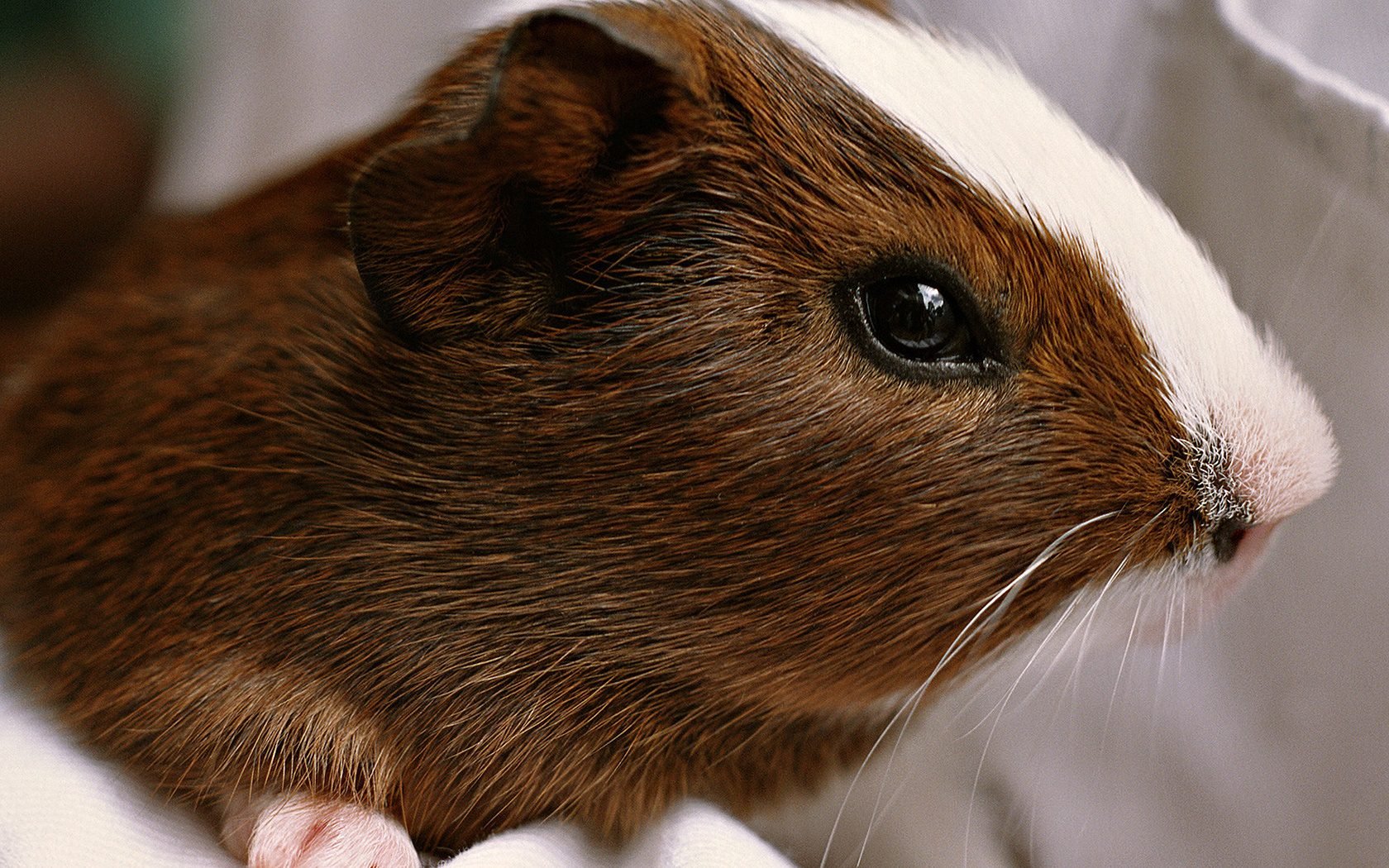 萌宠,卖萌图,儿童桌面专用