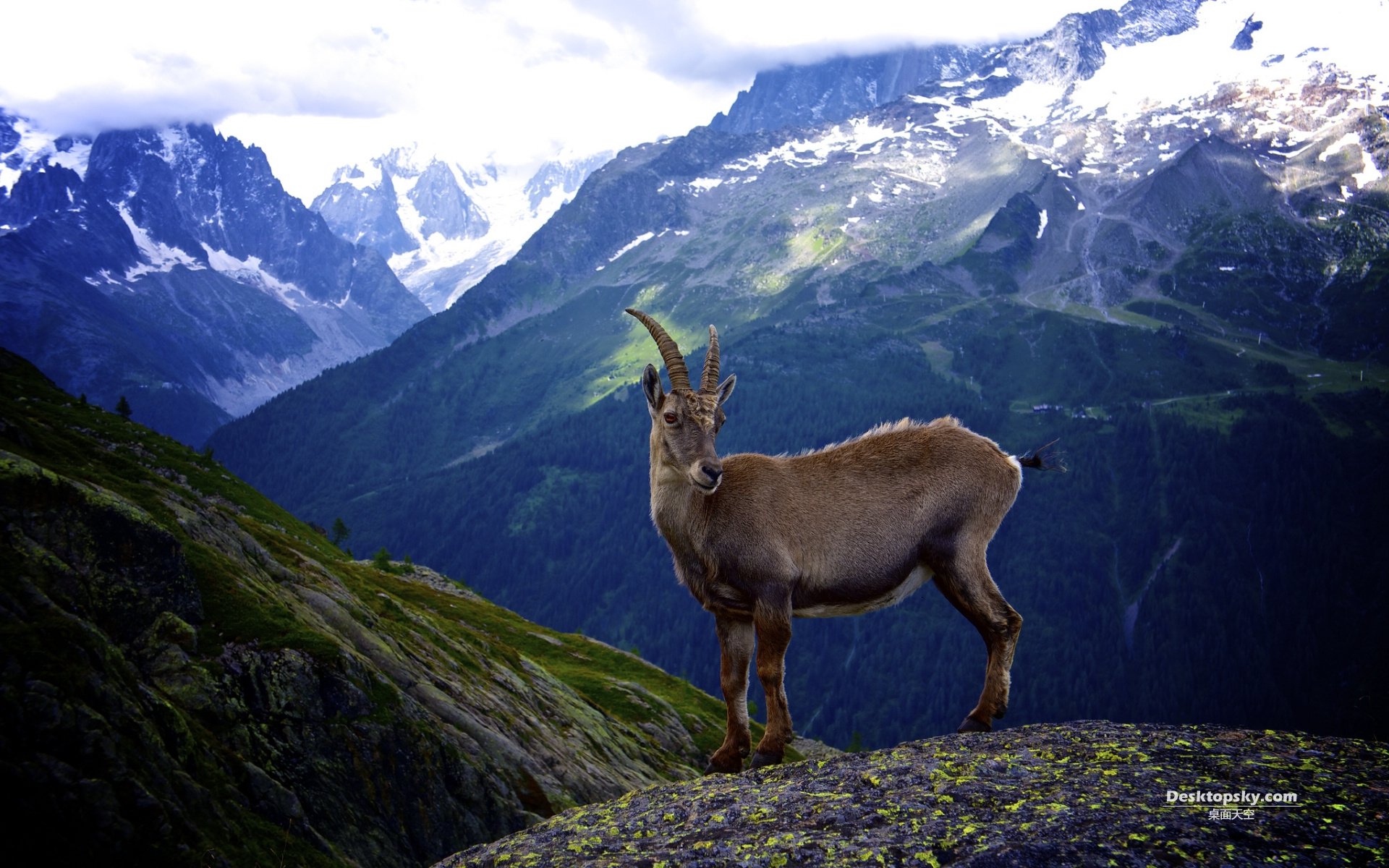 萌宠,野生动物,山羊,十一月三十日精选,儿童桌面专用