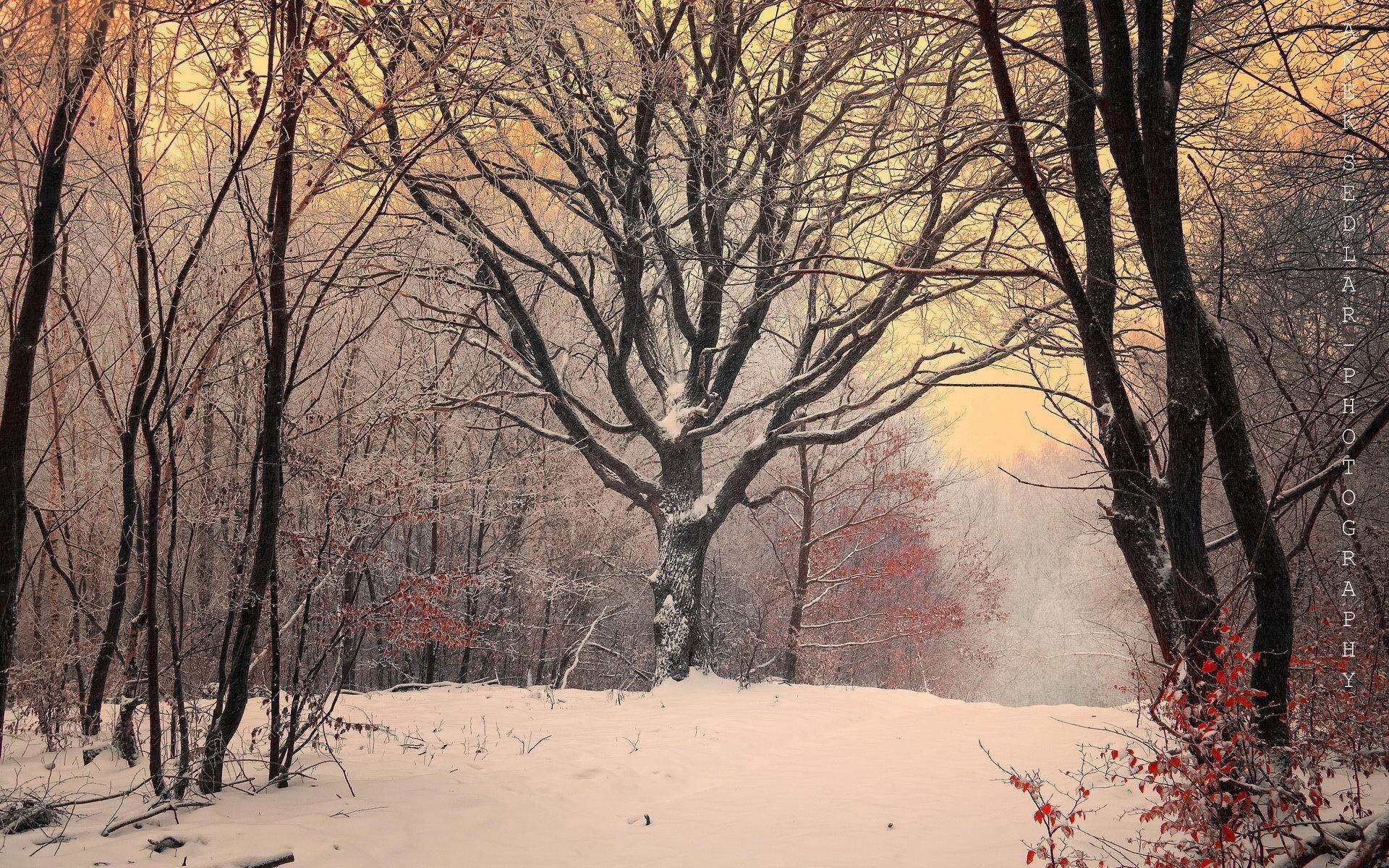 风景,冰天雪地,雪景,儿童桌面专用