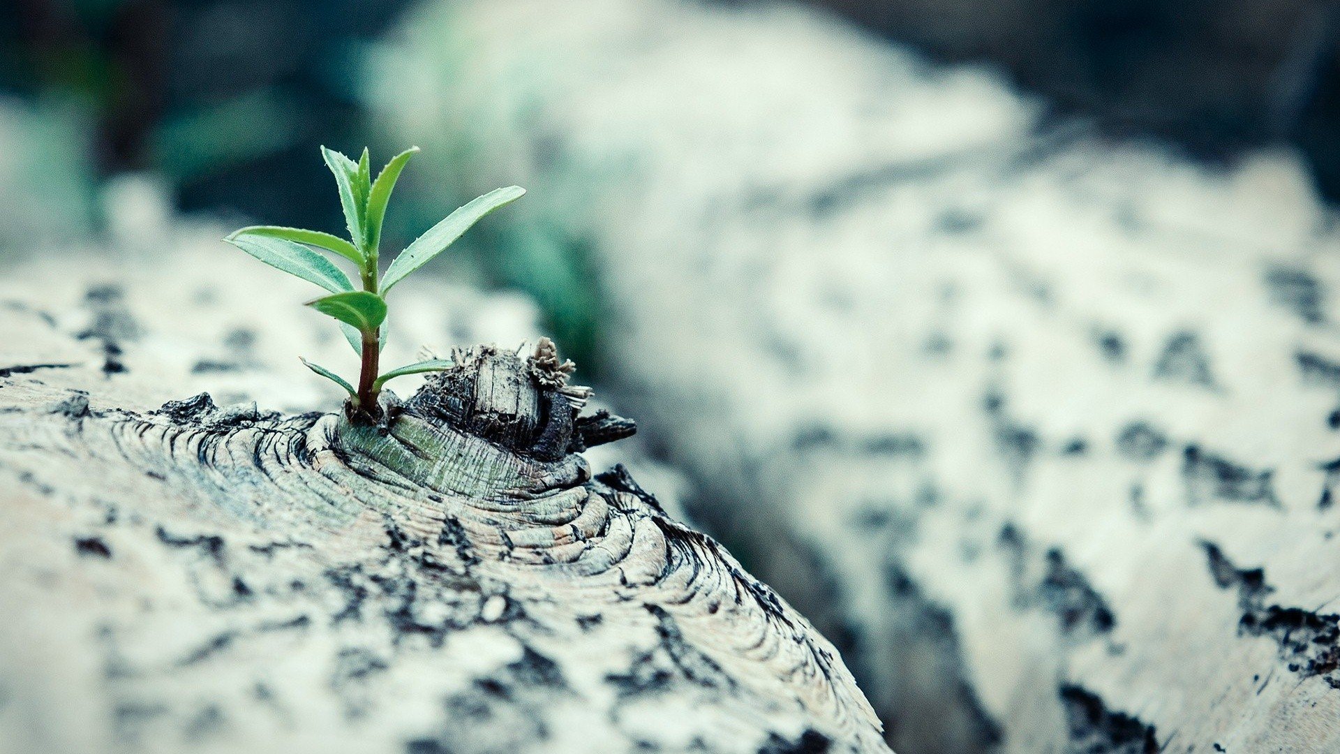 小清新,护眼壁纸,绿色,十二月三日,儿童桌面专用