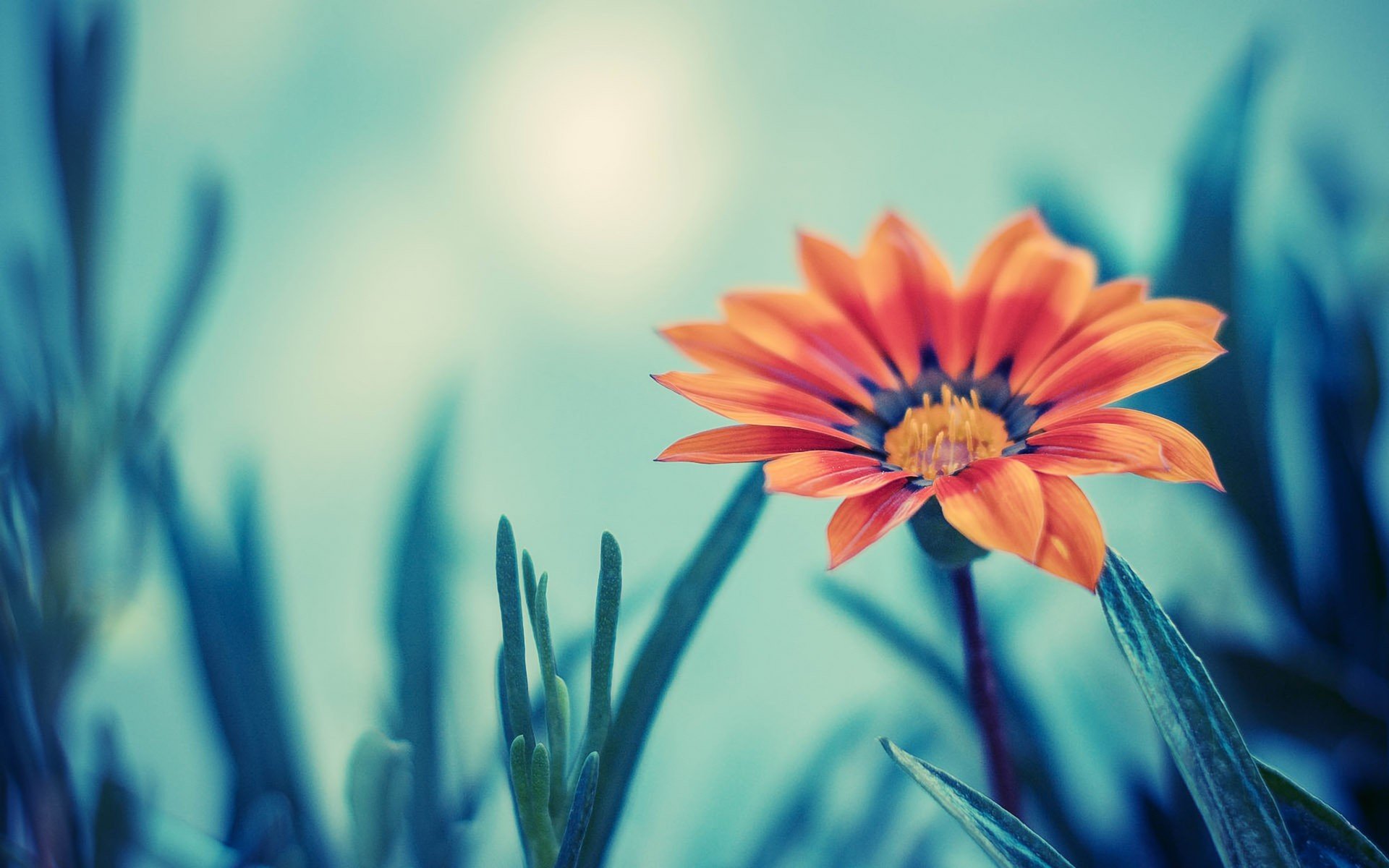 小清新,娇艳欲滴,儿童桌面专用