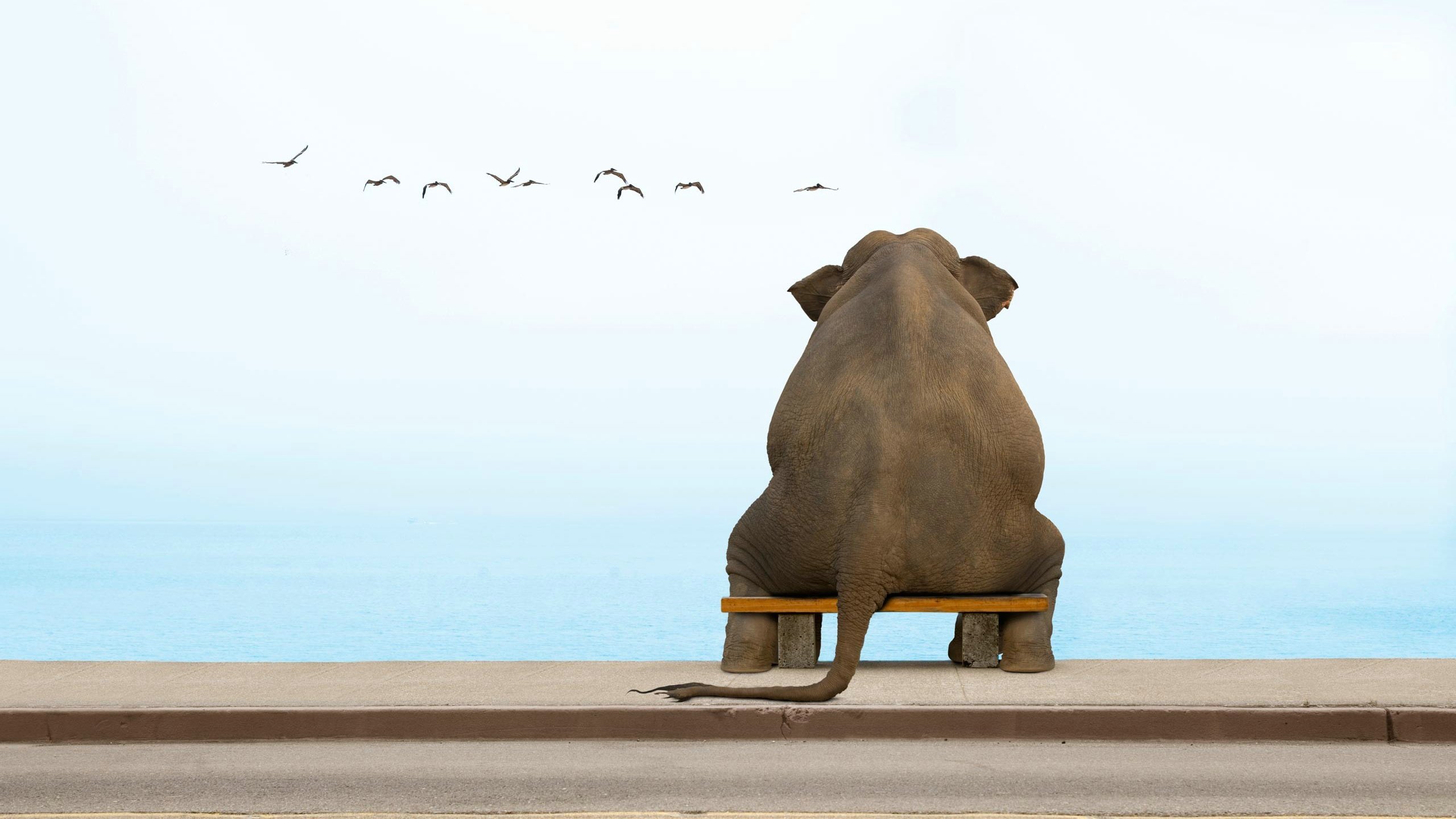 萌宠,野生动物,大象,儿童桌面专用