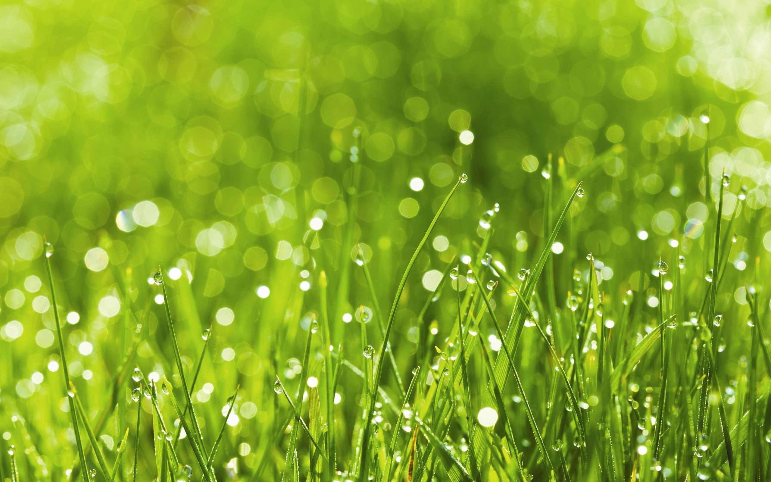 碧绿草原,十二月五日精选,儿童桌面专用