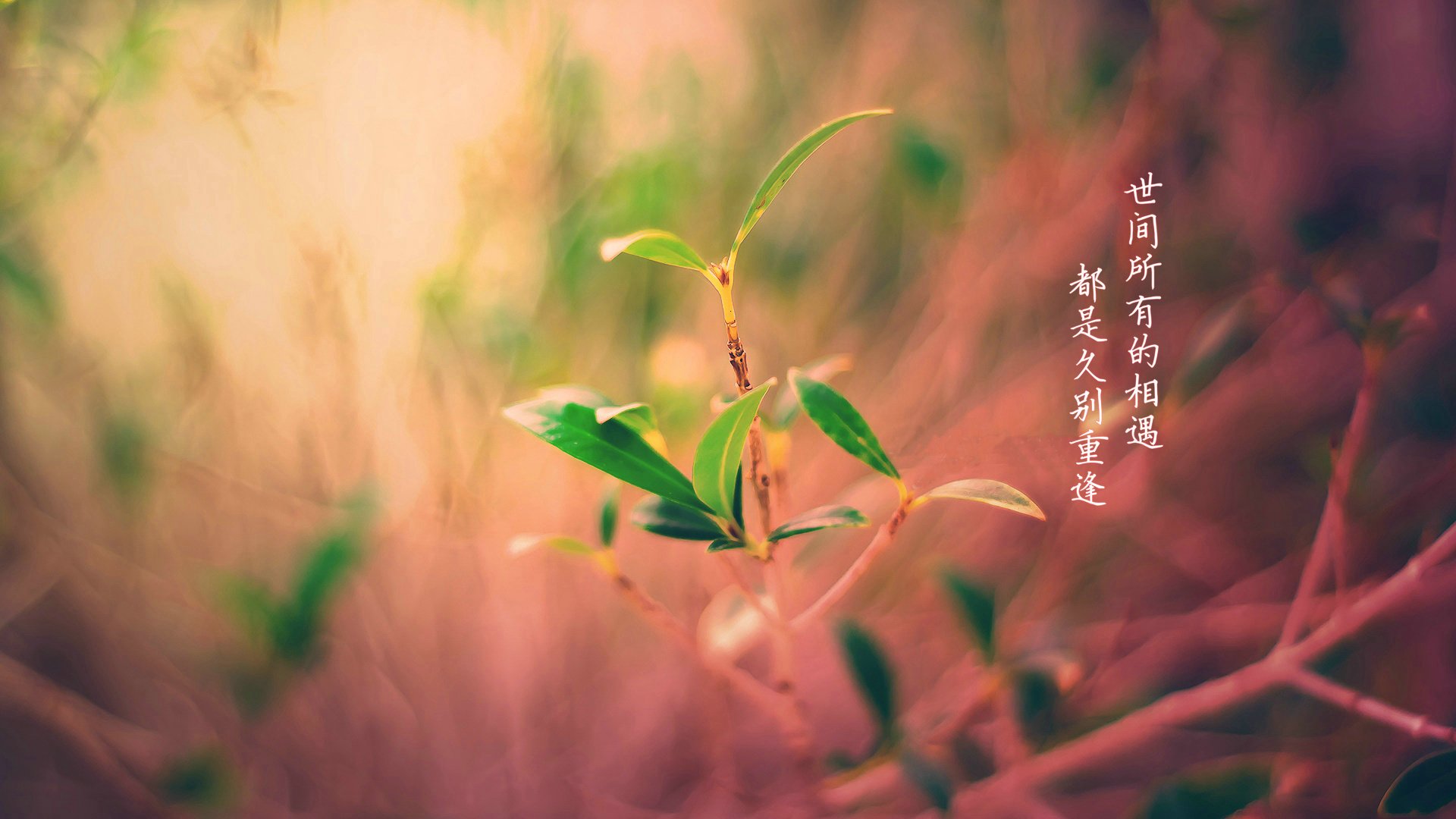 爱情美图,爱情箴言,一代宗师,台词