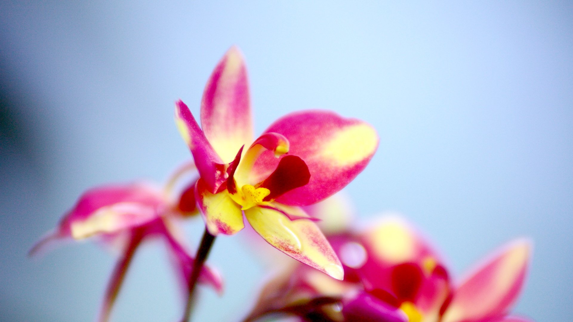 小清新,鸟语花香,花卉,1月15日,儿童桌面专用